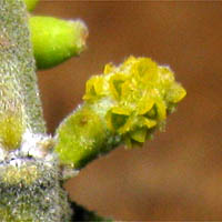 Thumbnail Picture of Oak Mistletoe