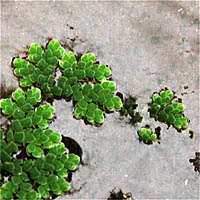 Thumbnail Picture of Water Fern