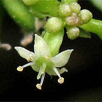 Thumbnail Picture of Whorled Marsh Pennywort