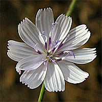 Thumbnail Picture of San Diego Milk-aster