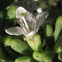 Thumbnail Picture of Lycium californicum