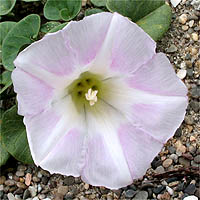 Thumbnail Picture of Calystegia soldanella