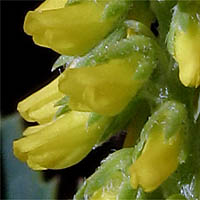 Thumbnail Picture of Melilotus indicus