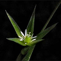 Thumbnail Picture of Stellaria nitens
