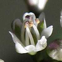 Thumbnail Picture of Thysanocarpus laciniatus