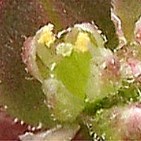 Thumbnail Picture of Lepidium lasiocarpum ssp. lasiocarpum