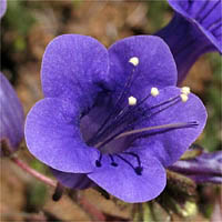 Thumbnail Picture of Phacelia minor
