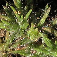 Thumbnail Picture of Loeflingia squarrosa