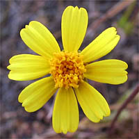 Thumbnail Picture of California Coreopsis