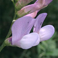 Thumbnail Picture of Vicia americana ssp. americana