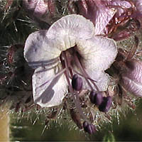 Thumbnail Picture of Phacelia hubbyi