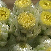 Thumbnail Picture of Pseudognaphalium stramineum