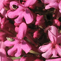 Thumbnail Picture of Red Valerian