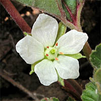 Thumbnail Picture of California macrophylla