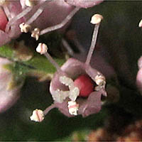 Thumbnail Picture of Tamarix ramosissima