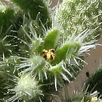 Thumbnail Picture of Hairy Rupturewort