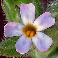 Thumbnail Picture of Slender Phlox