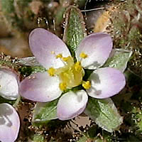 Thumbnail Picture of Spergularia bocconi