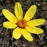Thumbnail Picture of Annual Coreopsis