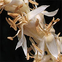 Thumbnail Picture of Washingtonia robusta