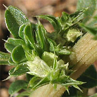 Thumbnail Picture of Amaranthus albus