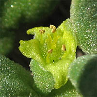 Thumbnail Picture of Tetragonia tetragonioides