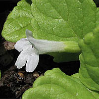 Thumbnail Picture of Clinopodium douglasii