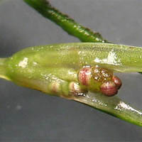 Thumbnail Picture of Ruppia maritima