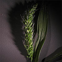 Thumbnail Picture of Bur Bristle Grass