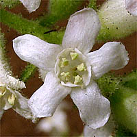 Thumbnail Picture of White Chaparral Currant