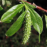 Thumbnail Picture of Salix laevigata