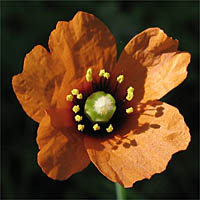 Thumbnail Picture of Papaver heterophyllum