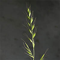 Thumbnail Picture of Festuca microstachys