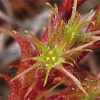 Thumbnail Picture of Lastarriaea coriacea