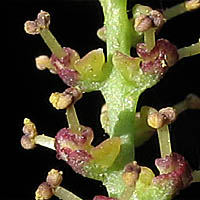 Thumbnail Picture of Stillingia linearifolia