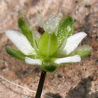 Thumbnail Picture of Sagina decumbens ssp. occidentalis