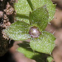 Thumbnail Picture of Rareflower Heterocodon