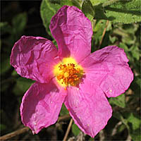 Thumbnail Picture of Pink Rockrose