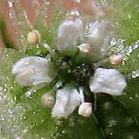 Thumbnail Picture of Torilis nodosa