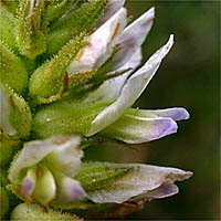 Thumbnail Picture of Glycyrrhiza lepidota