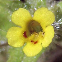 Thumbnail Picture of Slimy Monkey Flower