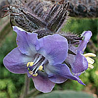 Thumbnail Picture of Wigandia urens var. caracasana