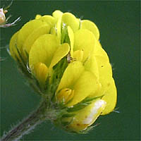 Thumbnail Picture of Medicago lupulina