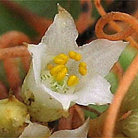 Thumbnail Picture of Cuscuta pacifica var. pacifica