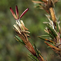 Thumbnail Picture of Shoregrass