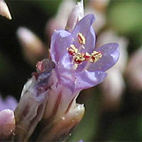 Thumbnail Picture of Limonium californicum
