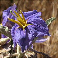 Thumbnail Picture of Solanum elaeagnifolium