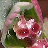 Thumbnail Picture of Euphorbia serpillifolia var. serpillifolia