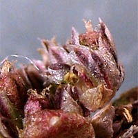 Thumbnail Picture of Amaranthus deflexus