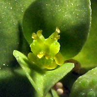 Thumbnail Picture of Euphorbia spathulata